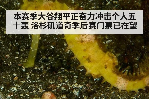 本赛季大谷翔平正奋力冲击个人五十轰 洛杉矶道奇季后赛门票已在望